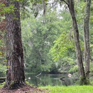 View of tree filled area with a water view