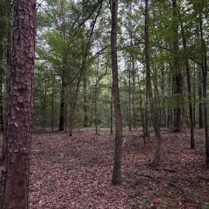 View of woods