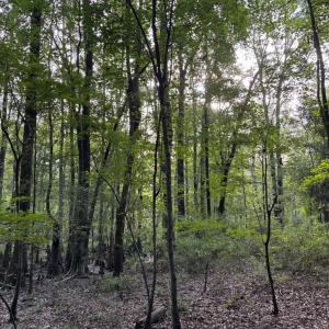 View of tree filled area
