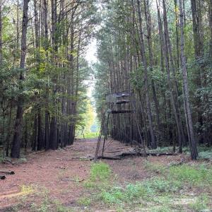 View of woods