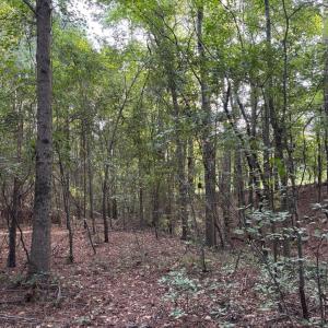 View of wooded area