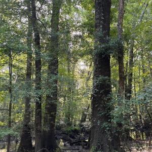 View of woods