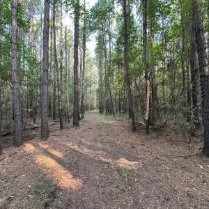 View of woods