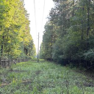 View of wooded area