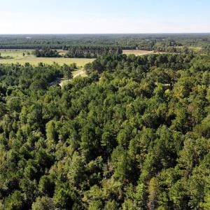 Bird's eye view of a forest