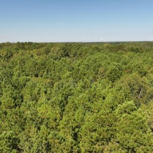 Bird's eye view of a heavily wooded area