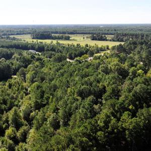 Drone / aerial view of a forest