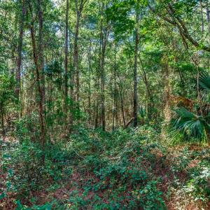 View of woods
