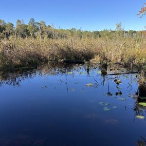 Photo #8 of Law Rd, Pinewood, SC 235.0 acres