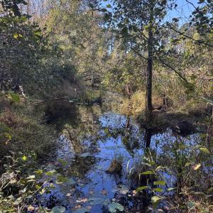Photo #9 of Law Rd, Pinewood, SC 235.0 acres