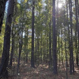 Photo #3 of Law Rd, Pinewood, SC 235.0 acres