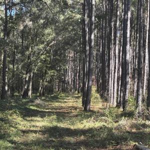 Photo #4 of Law Rd, Pinewood, SC 235.0 acres