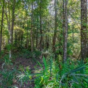 Photo #17 of TBD Barnes Rd., Andrews, SC 1.0 acres