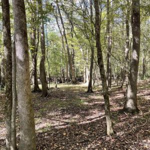 Photo #8 of Martin Luther King Jr. Hwy., Kingstree, SC 141.0 acres