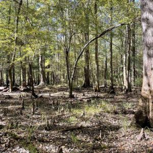 Photo #7 of Martin Luther King Jr. Hwy., Kingstree, SC 141.0 acres