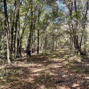 Photo #1 of Martin Luther King Jr. Hwy., Kingstree, SC 141.0 acres