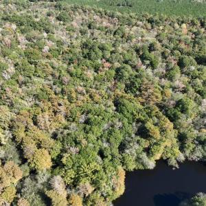 Photo #4 of Martin Luther King Jr. Hwy., Kingstree, SC 141.0 acres