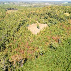 Bird's eye view of a forest