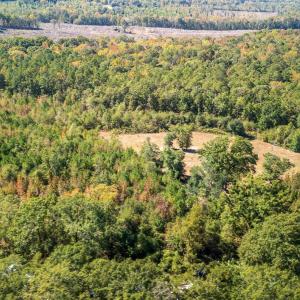 Drone / aerial view of a forest
