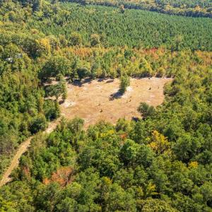 Aerial view of a forest