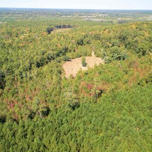 Drone / aerial view of a forest