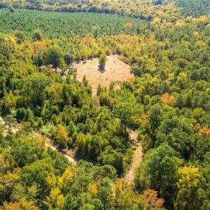 Bird's eye view of a forest