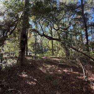 View of local wilderness