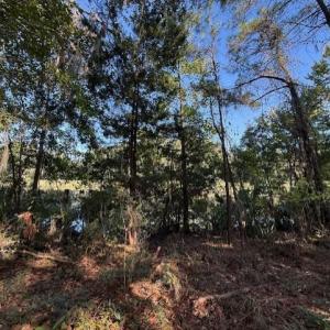 View of local wilderness