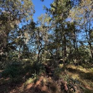 View of local wilderness