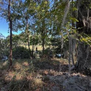 View of local wilderness