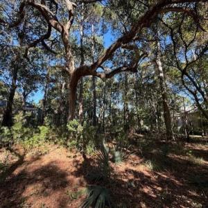 View of asphalt street with a forest view