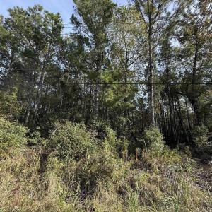 Photo #4 of TBD Old Charleston Rd., Georgetown, SC 2.4 acres