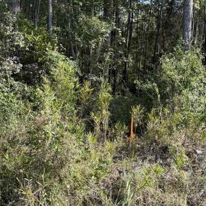 Photo #3 of TBD Old Charleston Rd., Georgetown, SC 2.4 acres