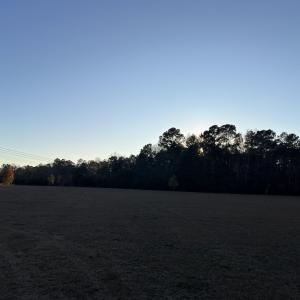View of yard with a view of trees