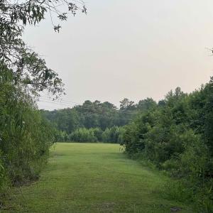 View of woods