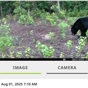 Photo #25 of TBD Sand Plant Rd., Nichols, SC 123.4 acres