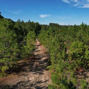 Photo #19 of TBD Sand Plant Rd., Nichols, SC 123.4 acres