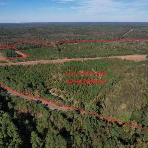 Photo #2 of TBD Sand Plant Rd., Nichols, SC 123.4 acres