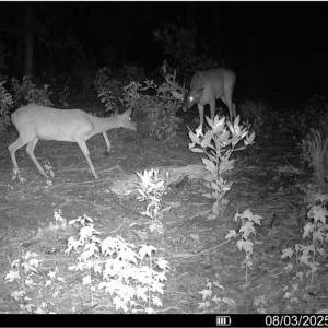 Photo #24 of TBD Sand Plant Rd., Nichols, SC 123.4 acres