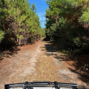 Photo #3 of TBD Sand Plant Rd., Nichols, SC 123.4 acres