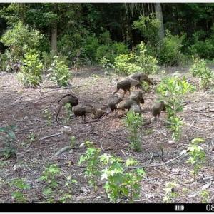Photo #26 of TBD Sand Plant Rd., Nichols, SC 123.4 acres