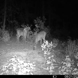 Photo #23 of TBD Sand Plant Rd., Nichols, SC 123.4 acres