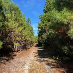 Photo #16 of TBD Sand Plant Rd., Nichols, SC 123.4 acres