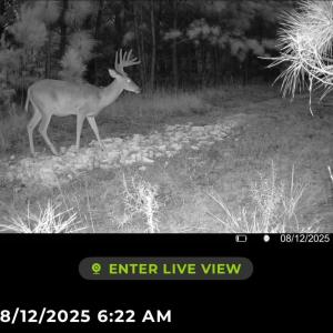 Photo #36 of TBD Sand Plant Rd., Nichols, SC 123.4 acres