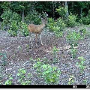 Photo #38 of TBD Sand Plant Rd., Nichols, SC 123.4 acres