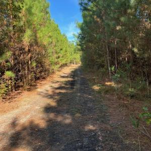 Photo #27 of TBD Sand Plant Rd., Nichols, SC 123.4 acres