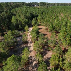 Photo #29 of TBD Sand Plant Rd., Nichols, SC 123.4 acres