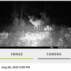 Photo #37 of TBD Sand Plant Rd., Nichols, SC 123.4 acres