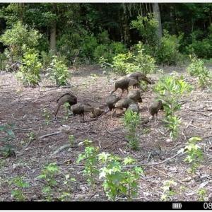 Photo #26 of TBD Sand Plant Rd., Nichols, SC 123.4 acres