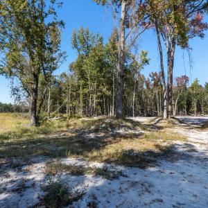 View of tree filled area